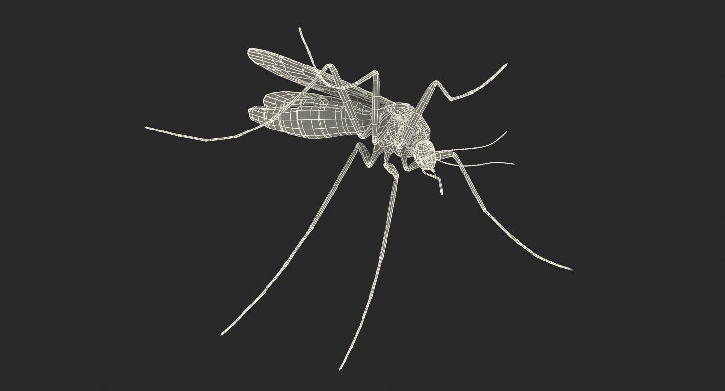 3D model Mosquito Pose 2