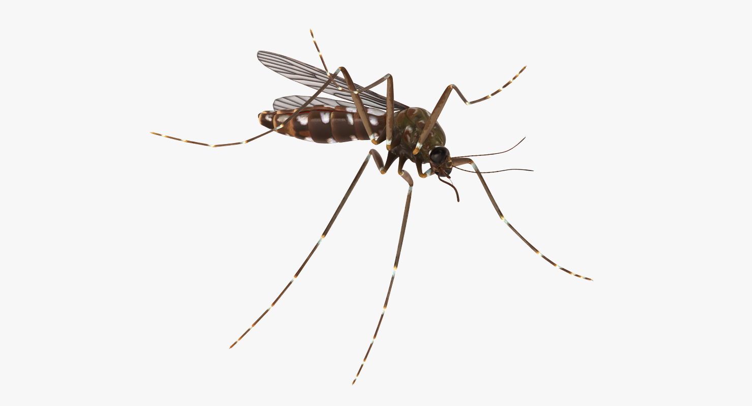 3D model Mosquito Pose 2