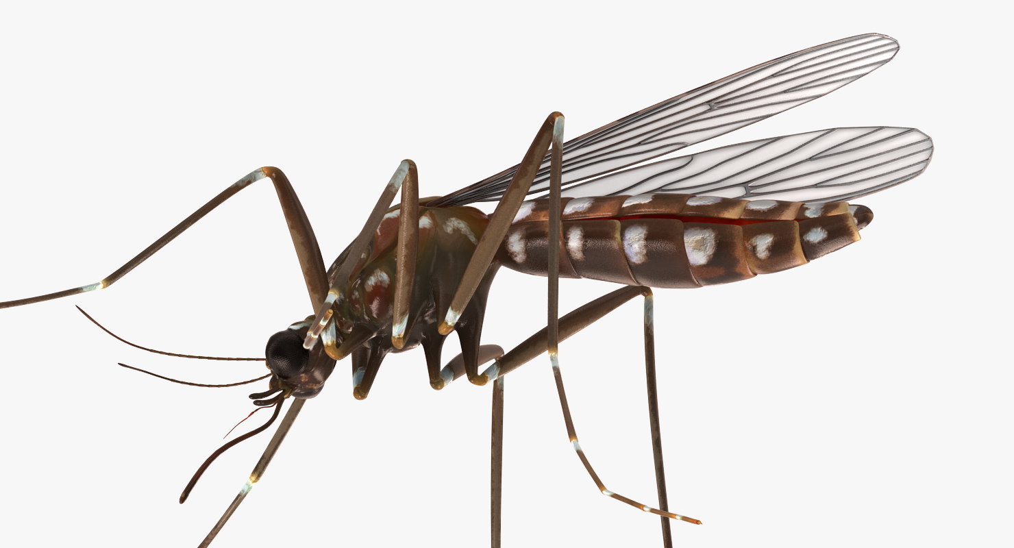 3D model Mosquito Pose 2