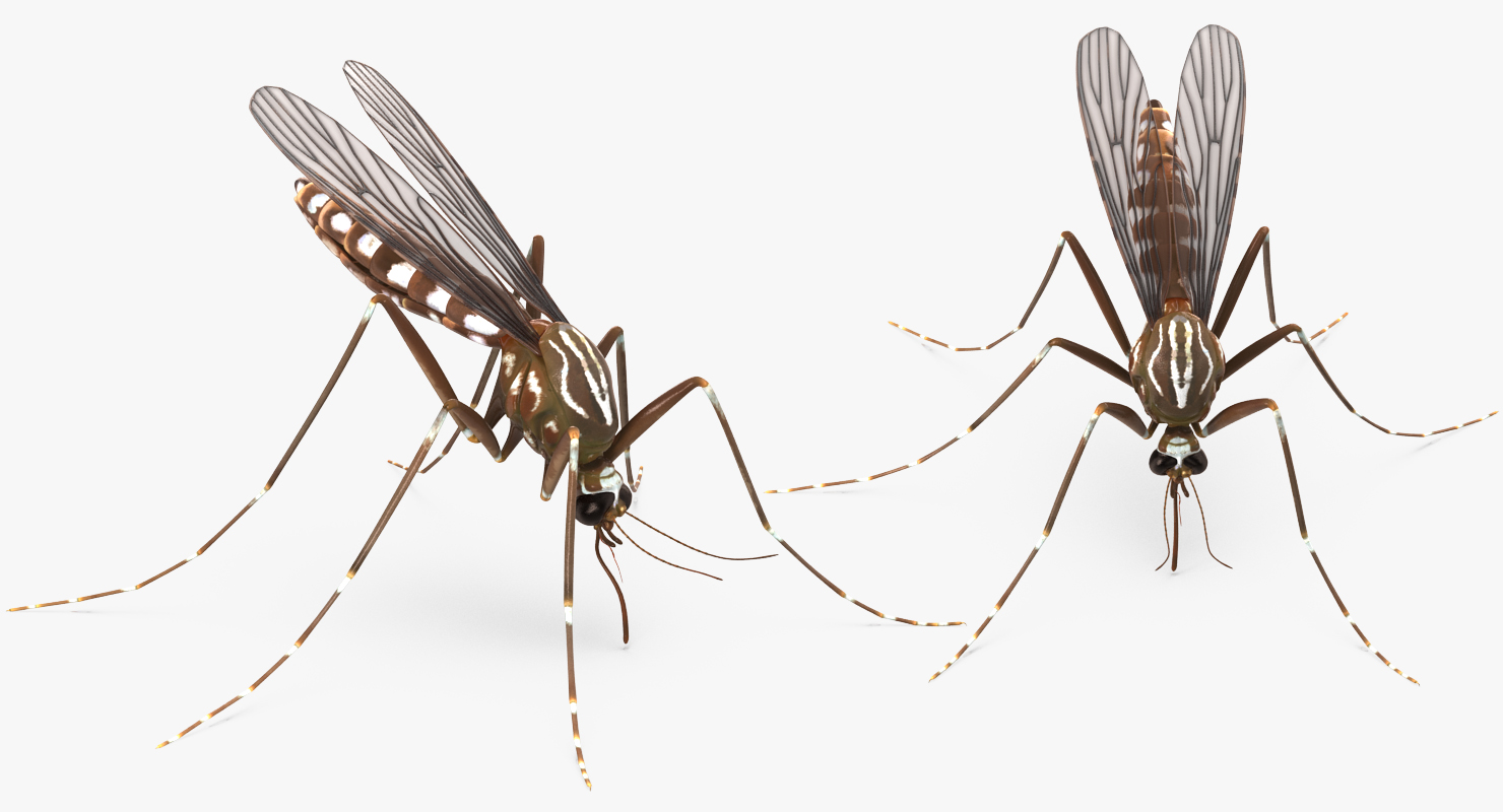 3D model Mosquito Pose 2
