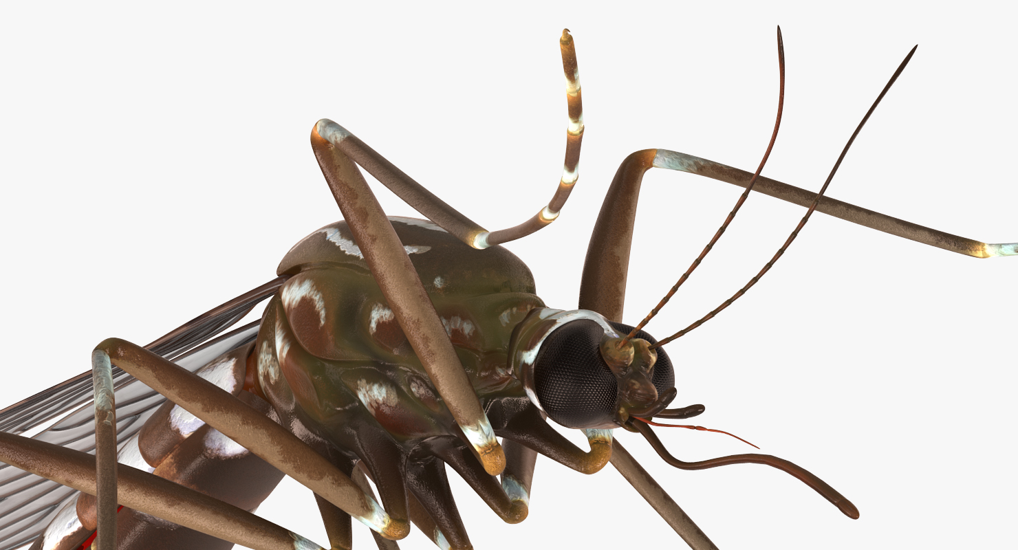 3D model Mosquito Pose 2