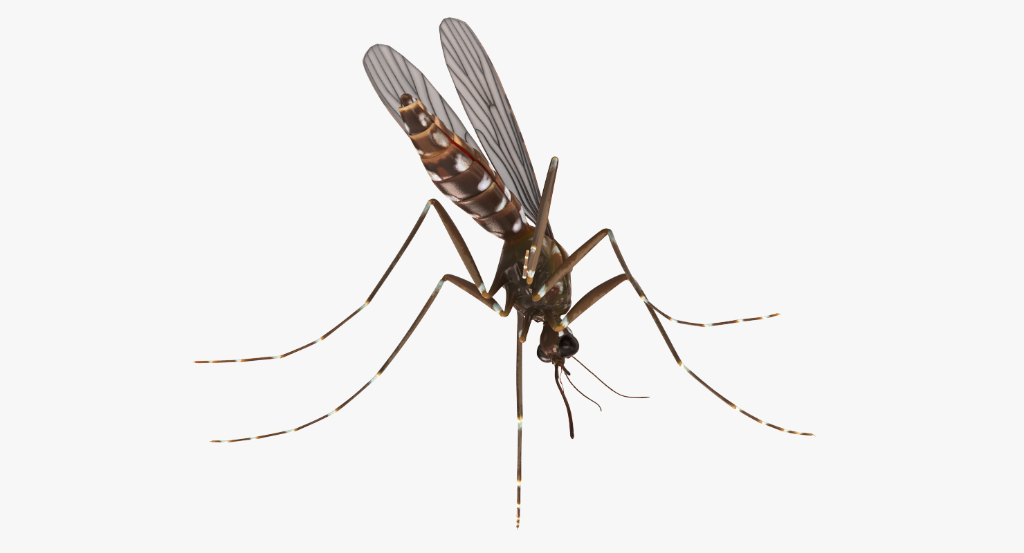 3D model Mosquito Pose 2