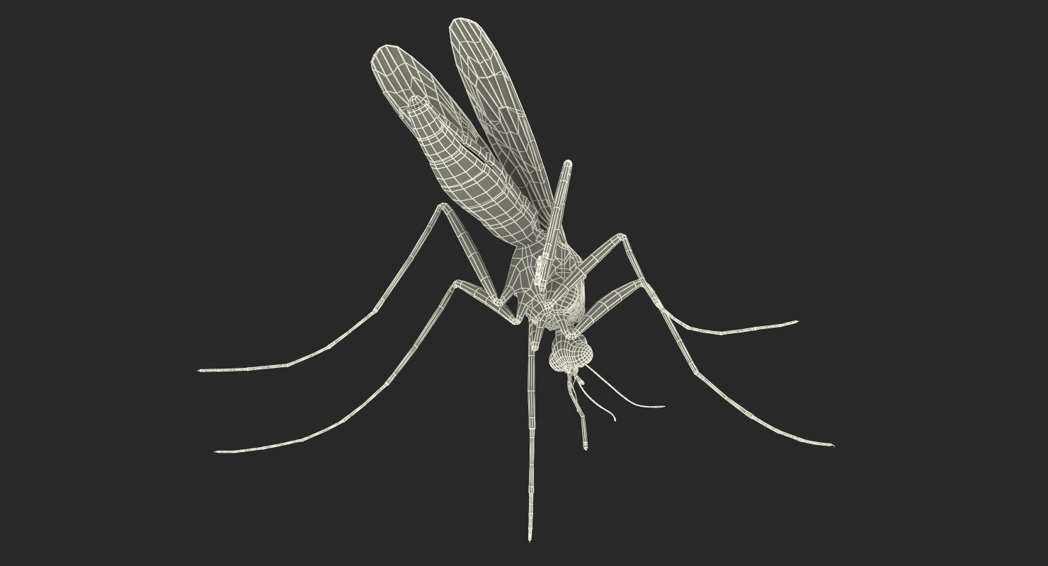 3D model Mosquito Pose 2