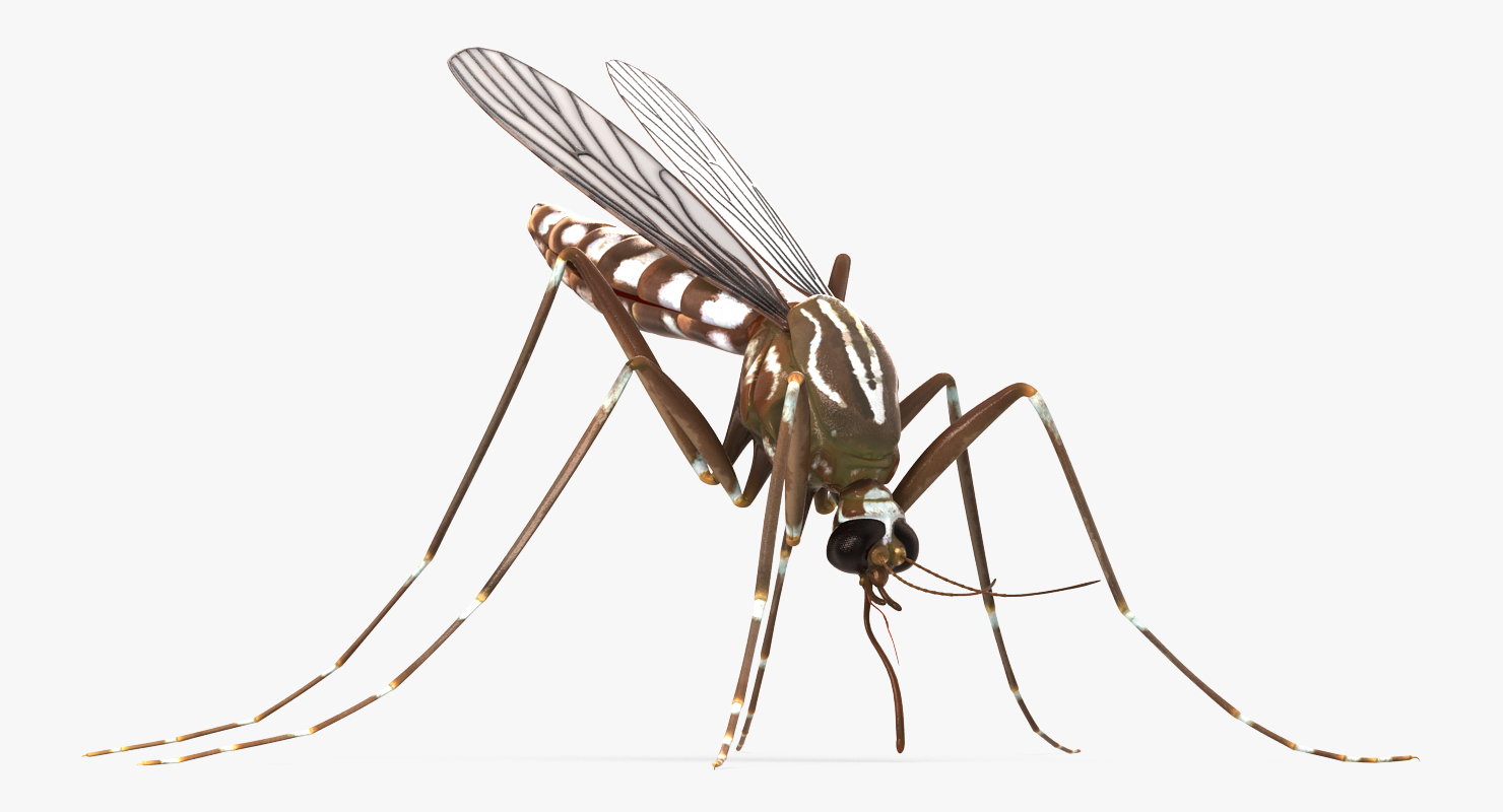 3D model Mosquito Pose 2