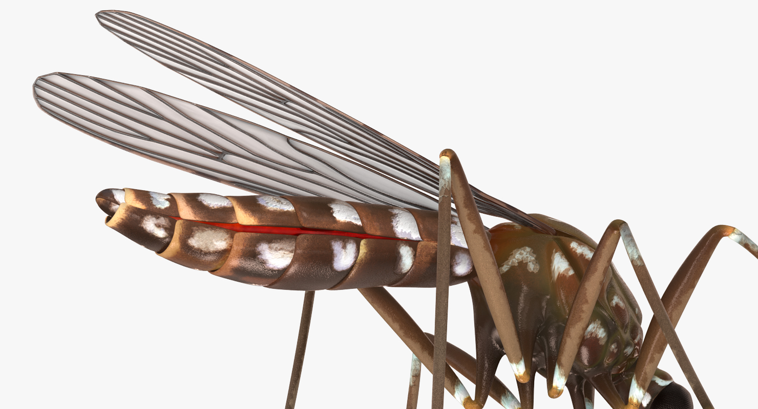 3D model Mosquito Pose 2