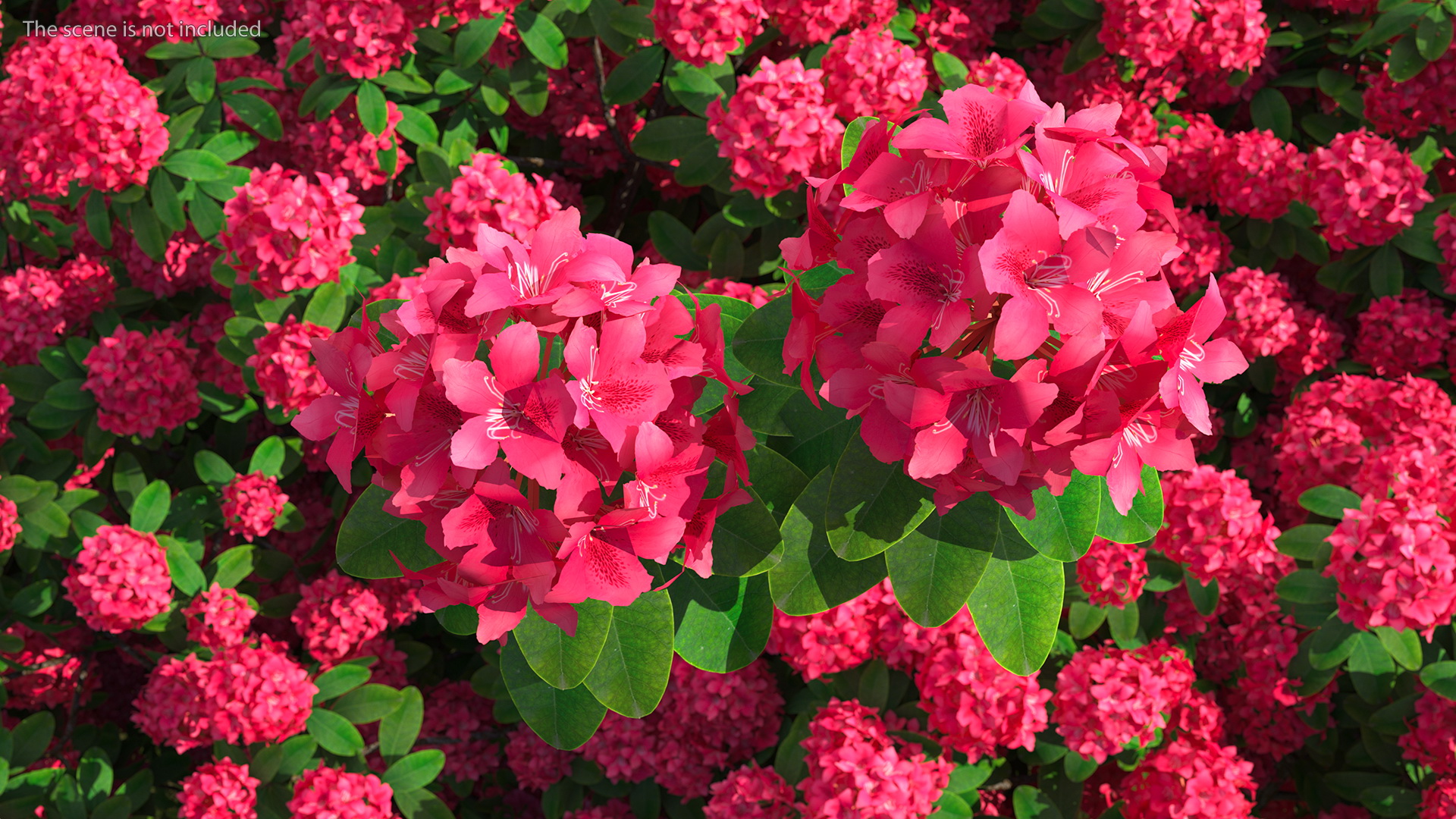 3D Red Rhododendron Flower model