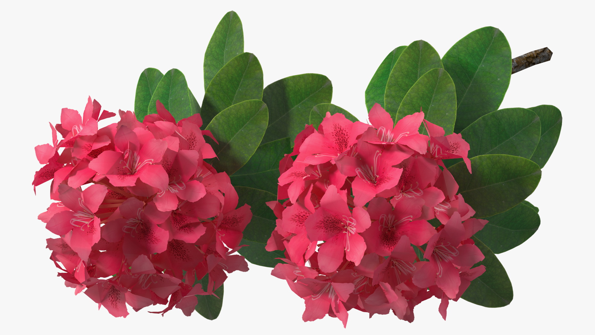 3D Red Rhododendron Flower model
