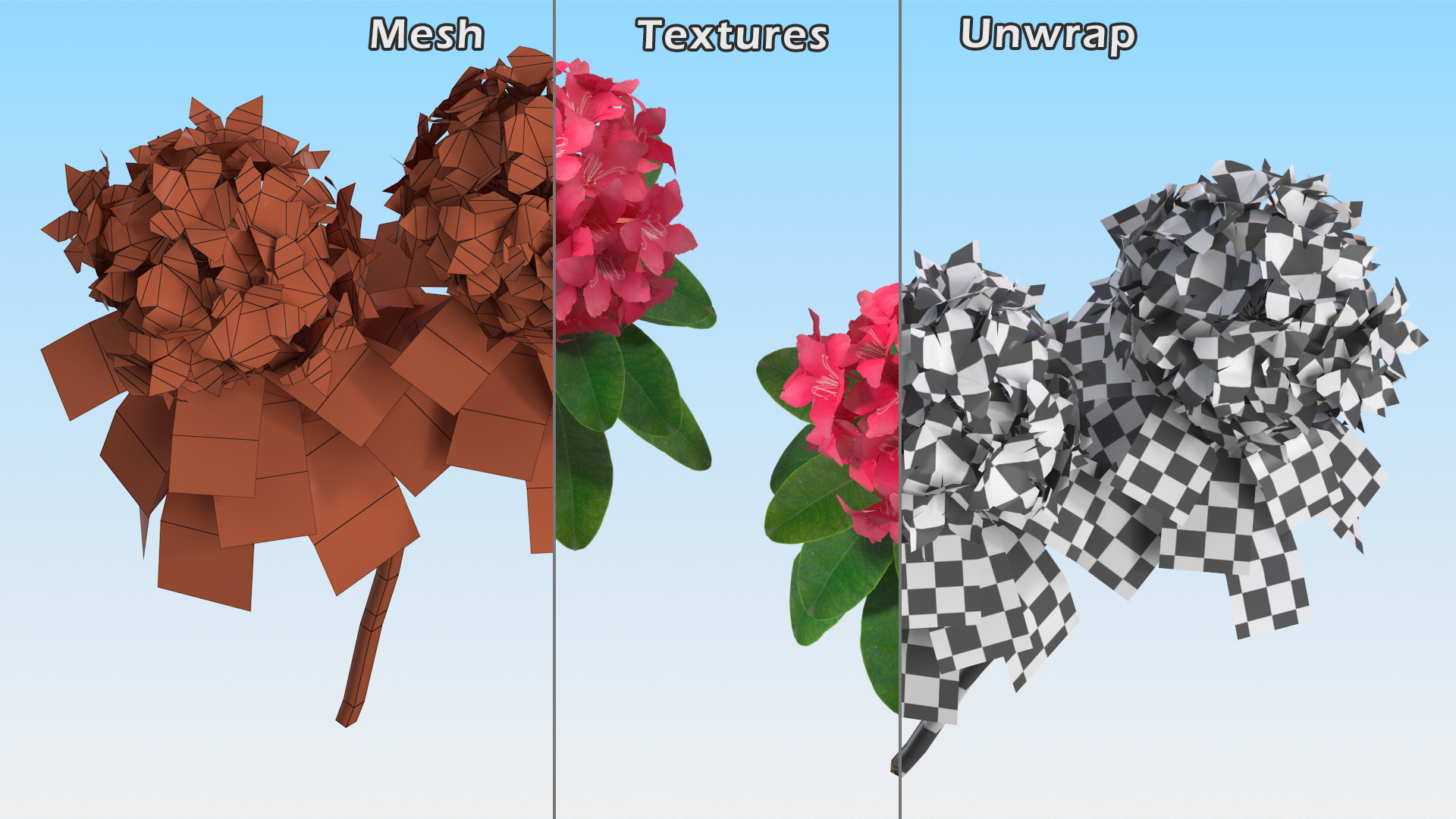3D Red Rhododendron Flower model