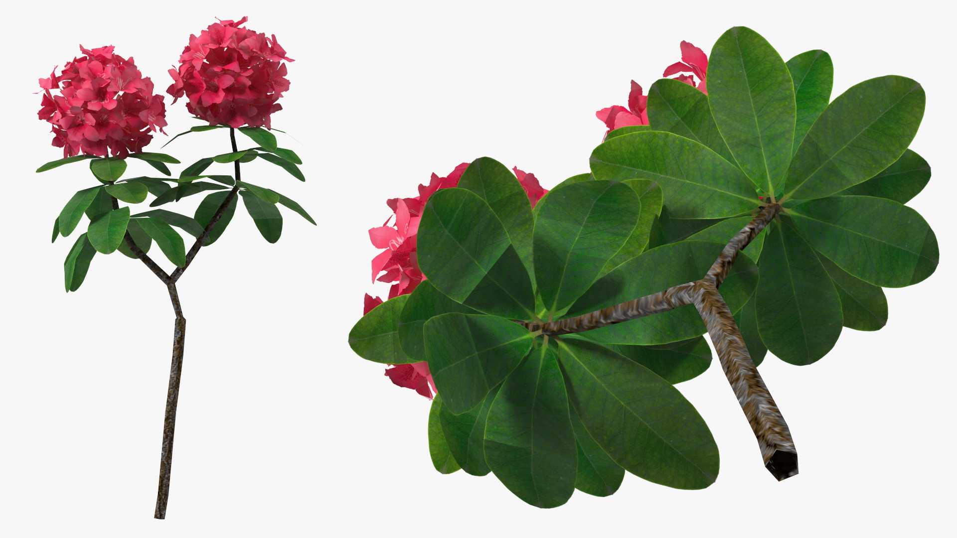3D Red Rhododendron Flower model