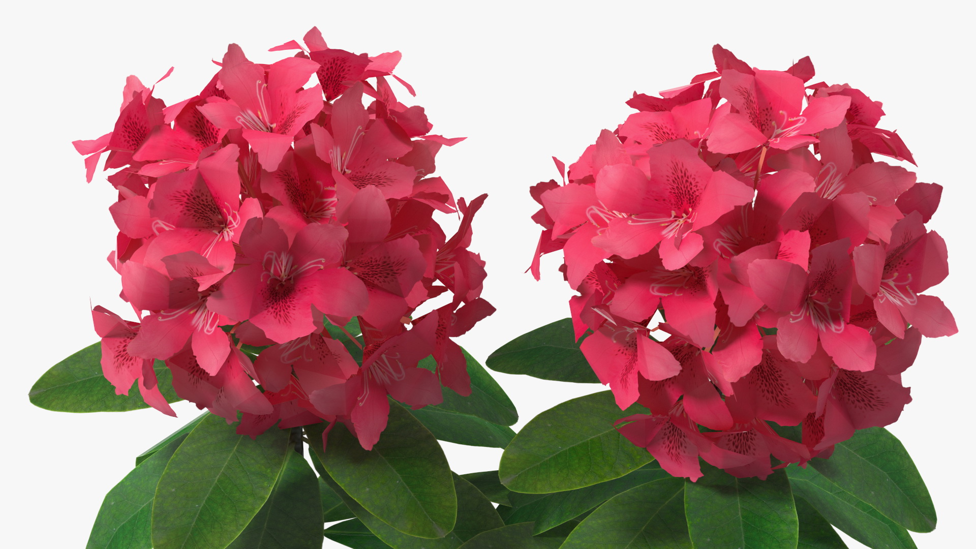 3D Red Rhododendron Flower model