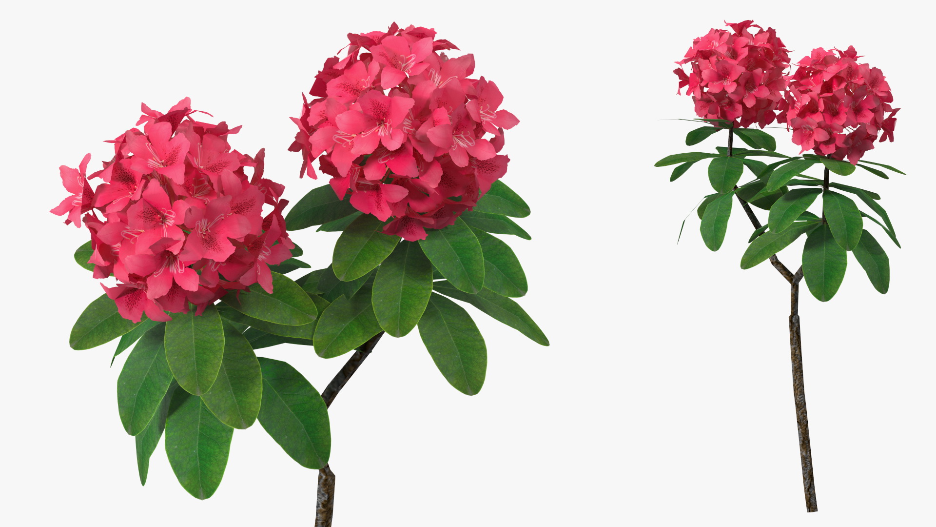 3D Red Rhododendron Flower model