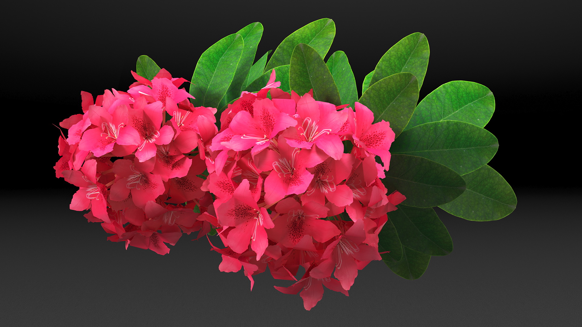3D Red Rhododendron Flower model