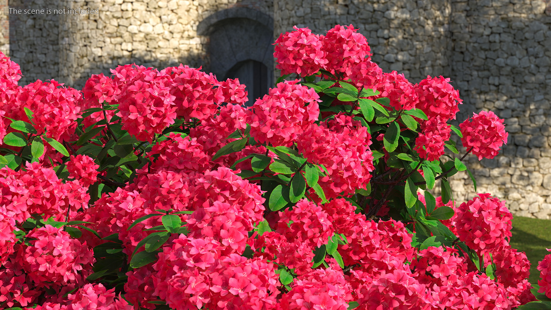 3D Red Rhododendron Flower model