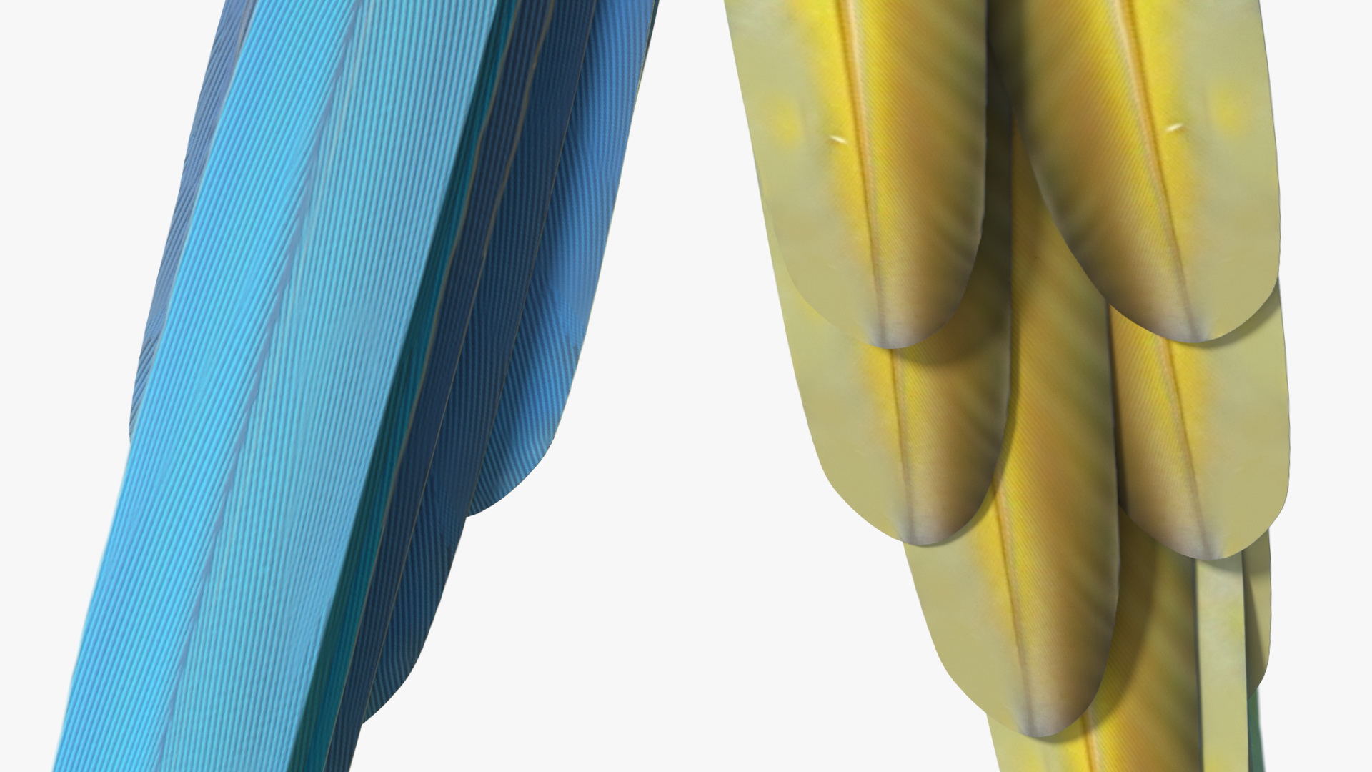 3D Blue and Yellow Macaw Parrot Sitting Pose