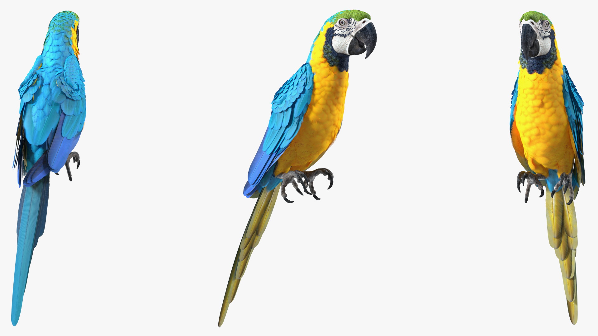 3D Blue and Yellow Macaw Parrot Sitting Pose