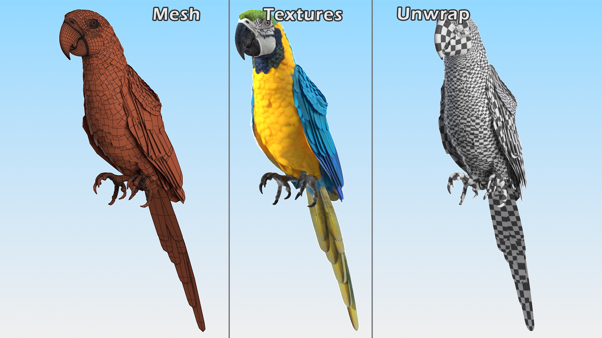 3D Blue and Yellow Macaw Parrot Sitting Pose