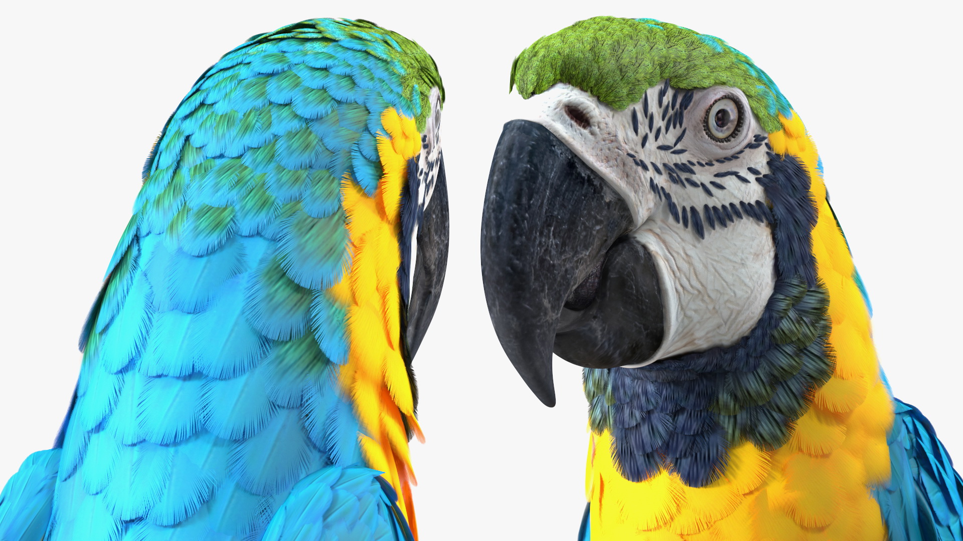 3D Blue and Yellow Macaw Parrot Sitting Pose