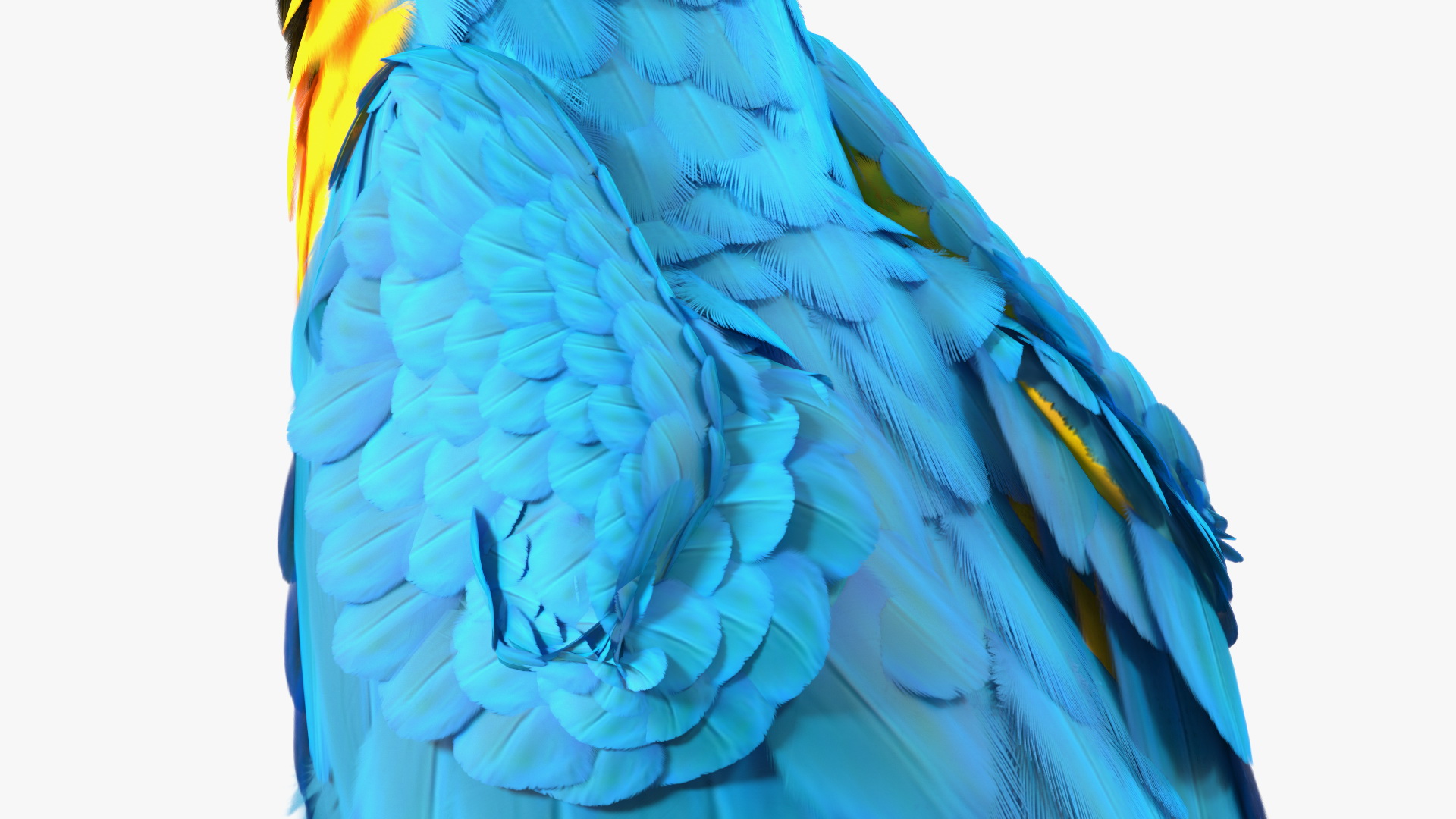 3D Blue and Yellow Macaw Parrot Sitting Pose