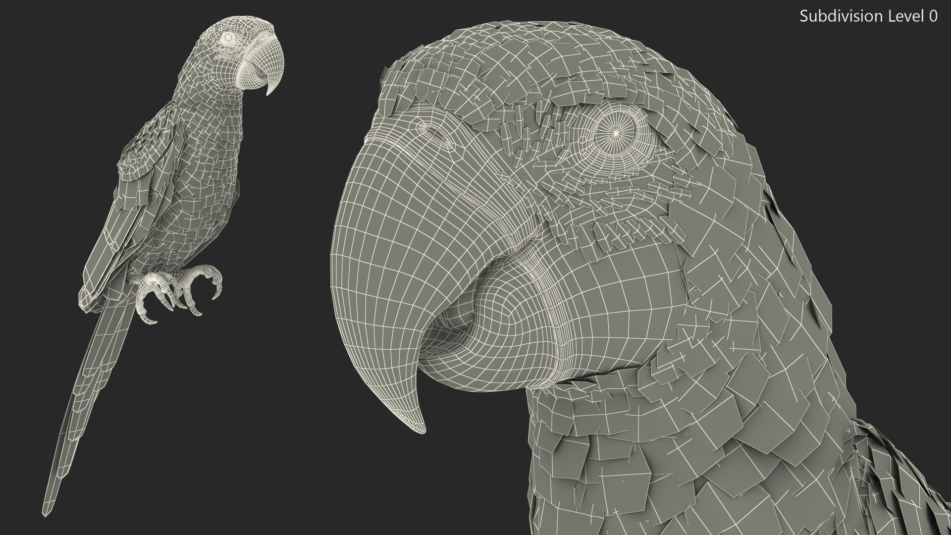 3D Blue and Yellow Macaw Parrot Sitting Pose