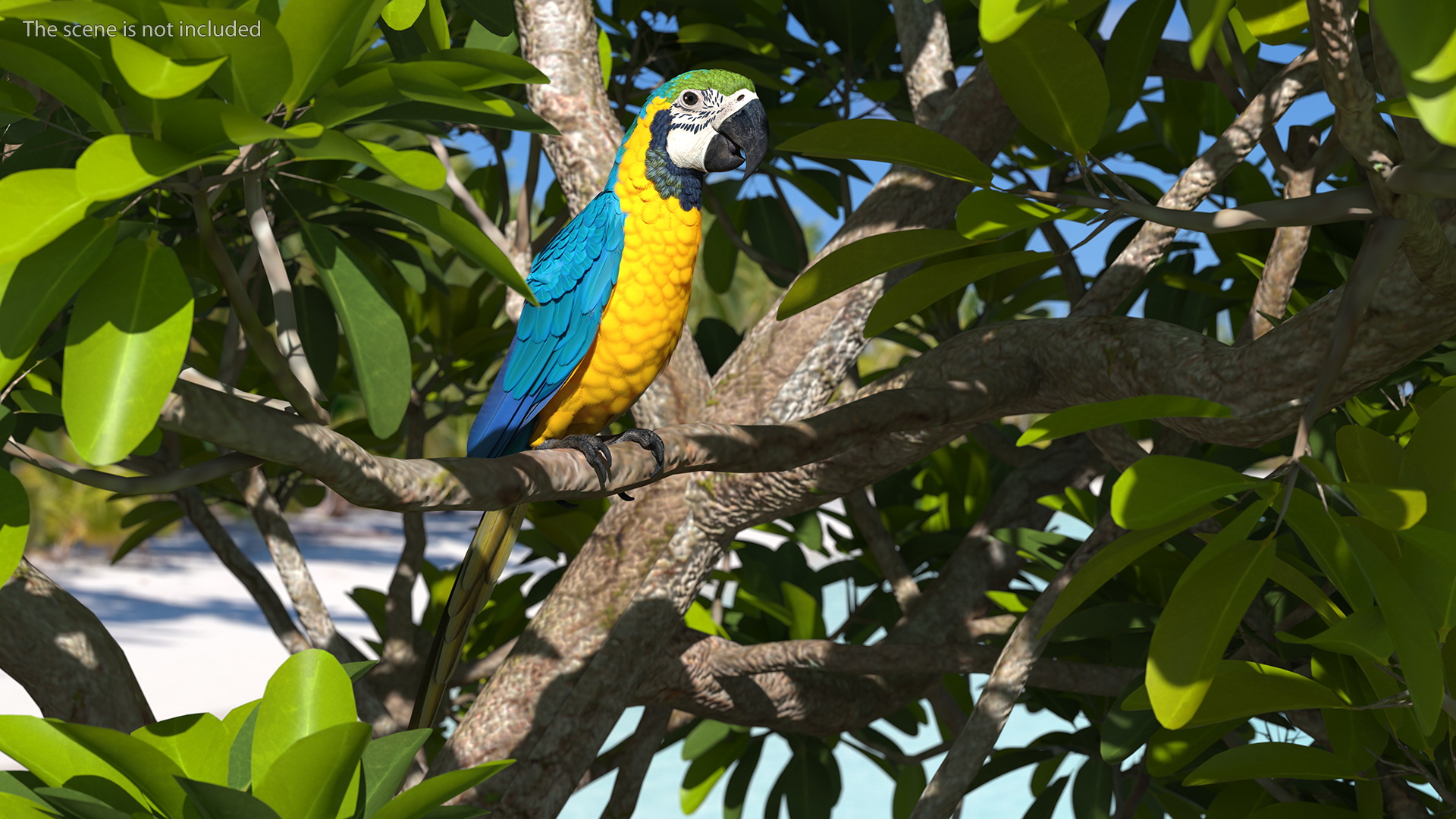 3D Blue and Yellow Macaw Parrot Sitting Pose