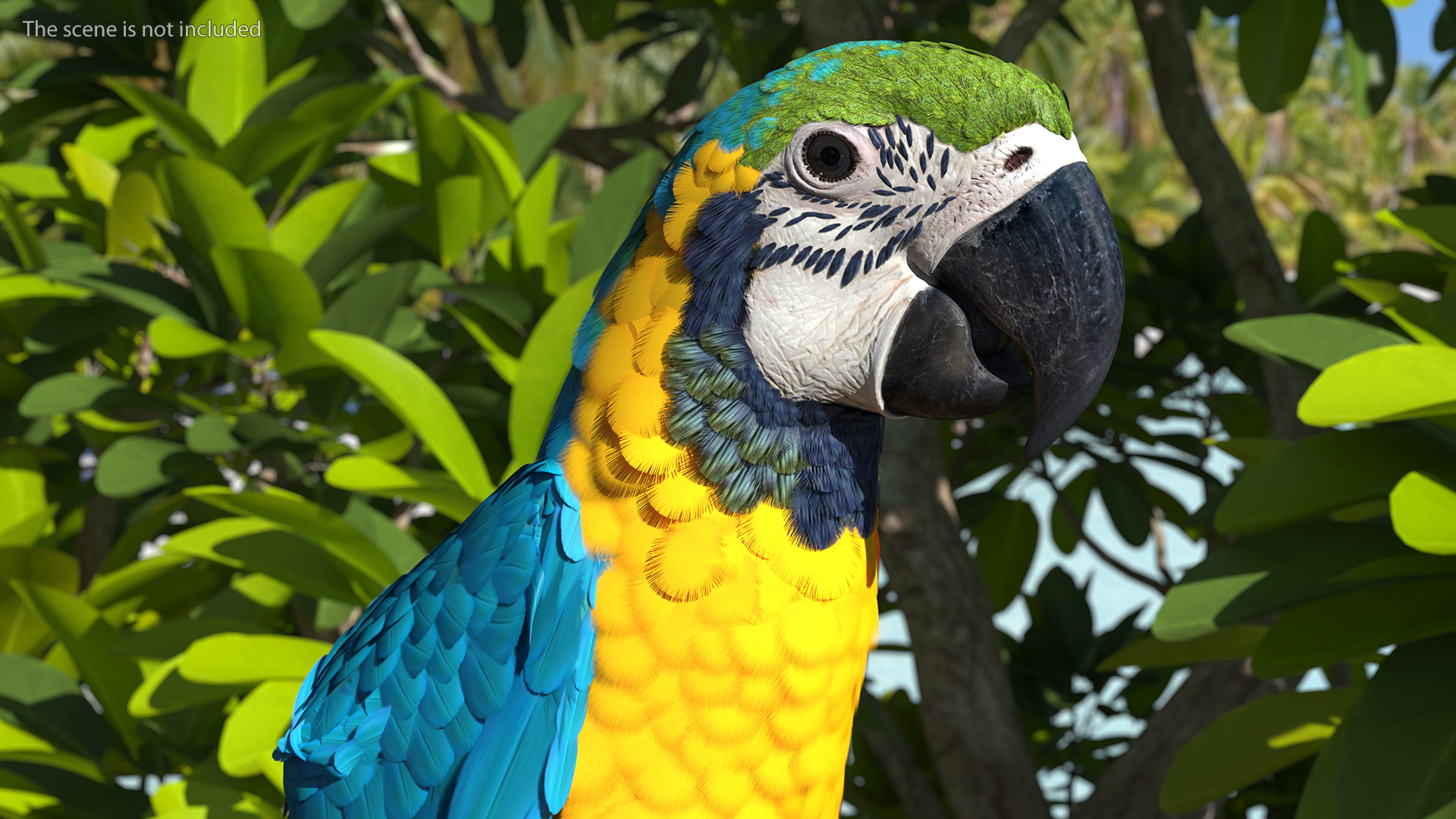 3D Blue and Yellow Macaw Parrot Sitting Pose