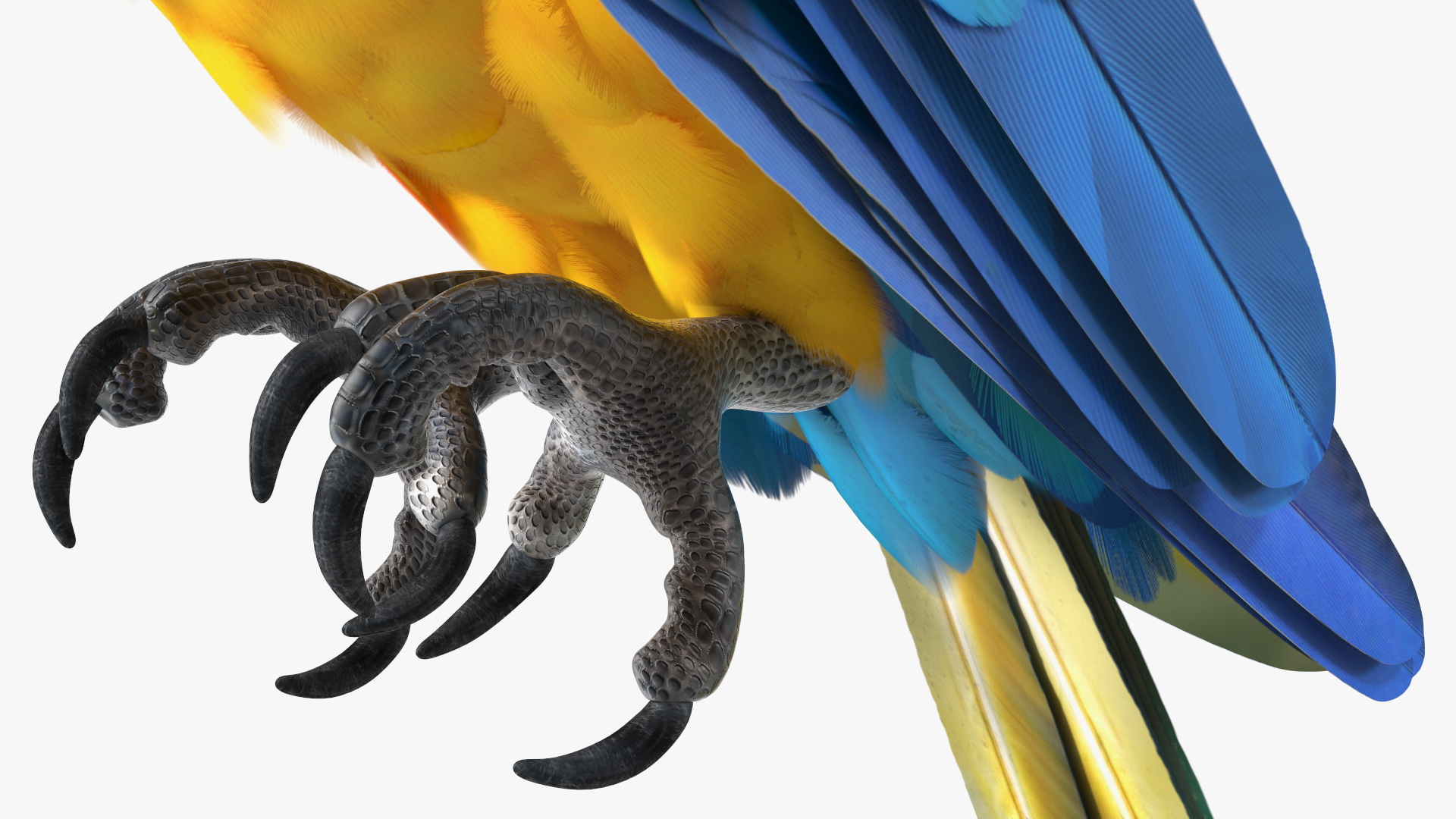 3D Blue and Yellow Macaw Parrot Sitting Pose