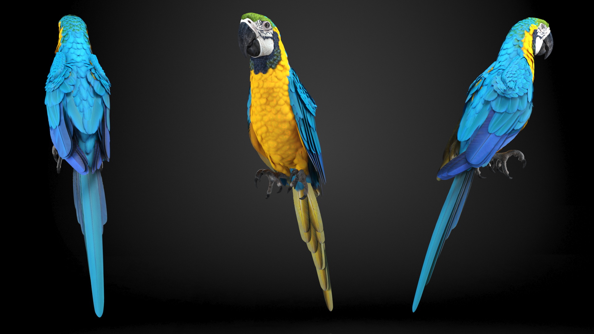 3D Blue and Yellow Macaw Parrot Sitting Pose