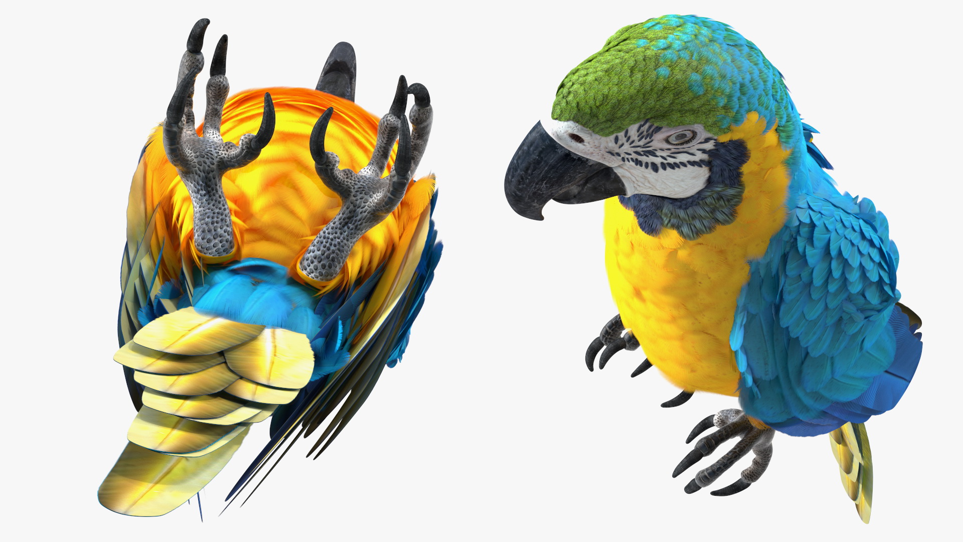 3D Blue and Yellow Macaw Parrot Sitting Pose