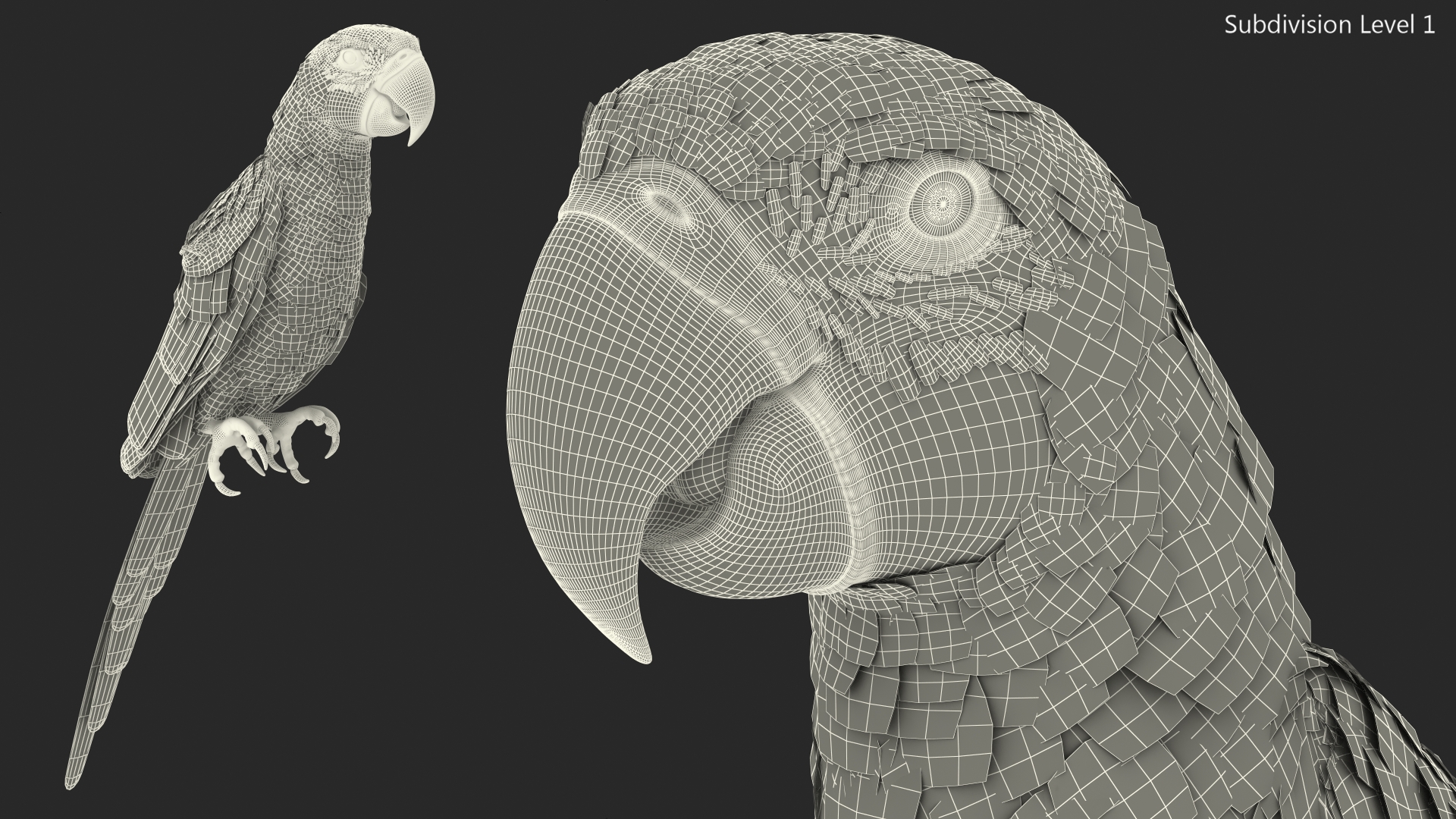 3D Blue and Yellow Macaw Parrot Sitting Pose