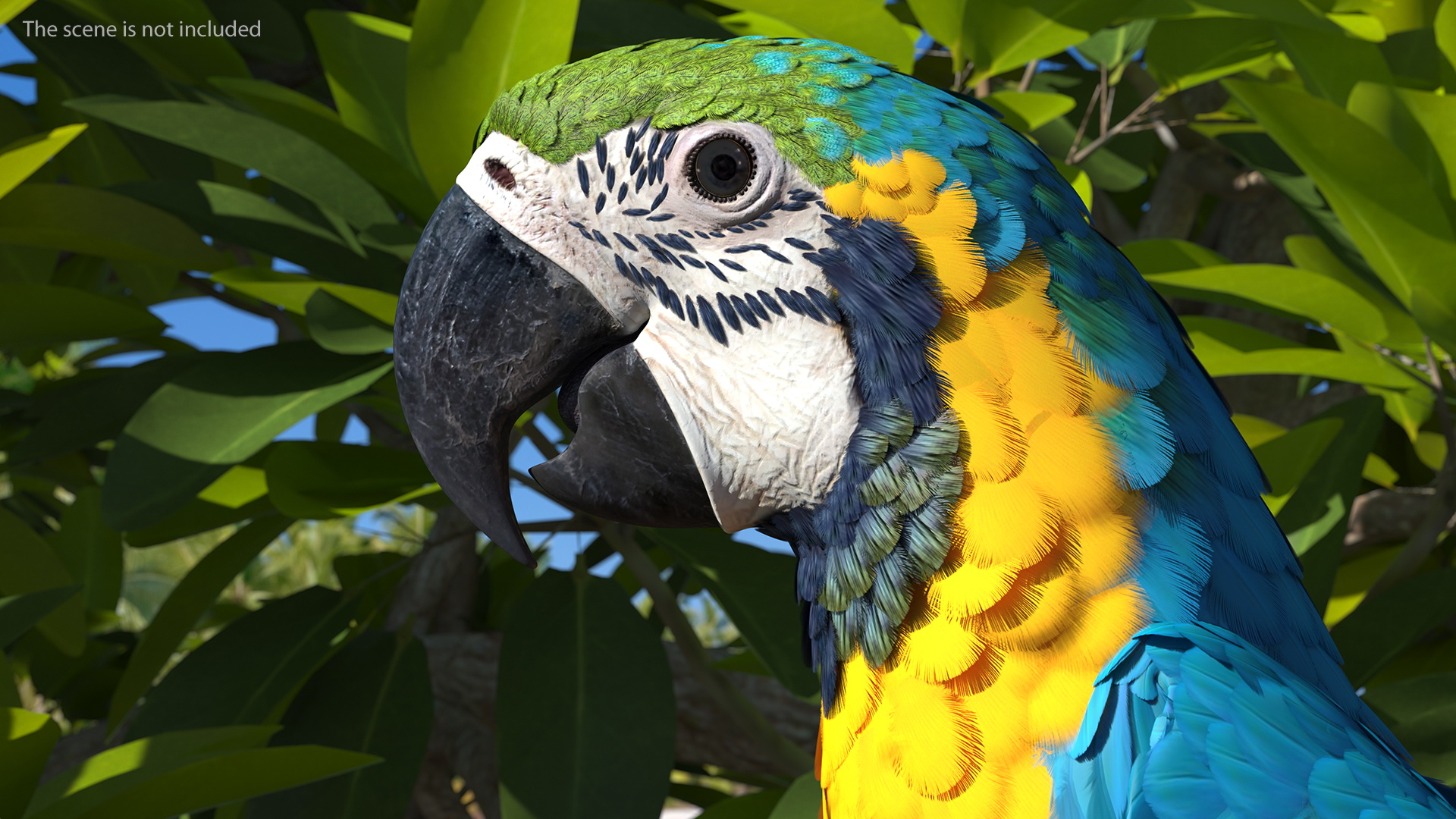 3D Blue and Yellow Macaw Parrot Sitting Pose