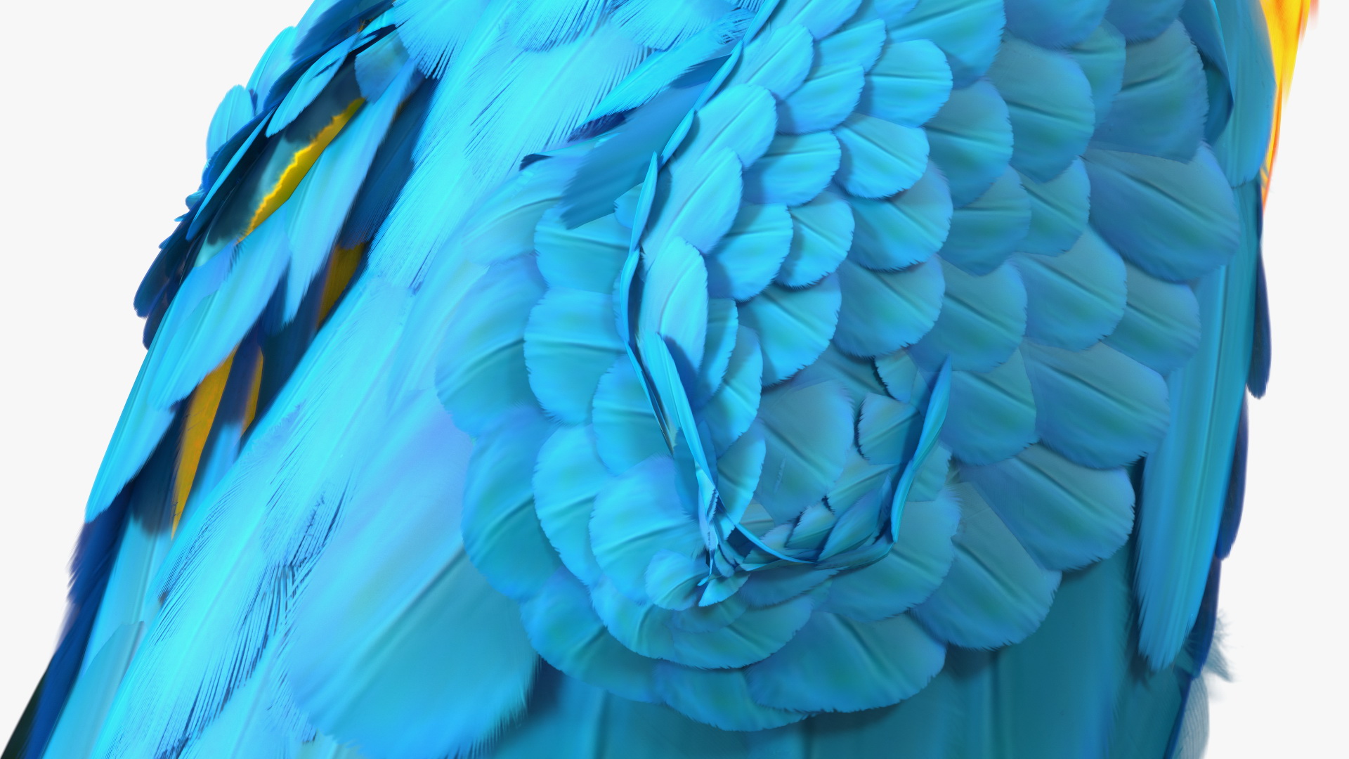 3D Blue and Yellow Macaw Parrot Sitting Pose