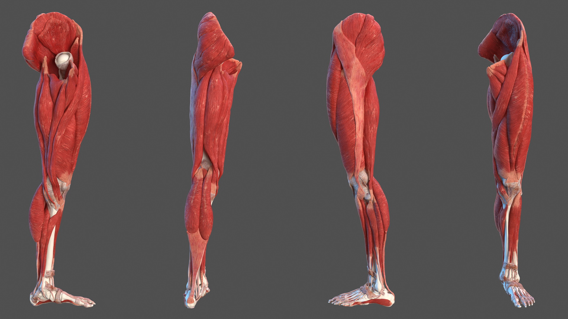 3D Male Leg Muscles and Bones