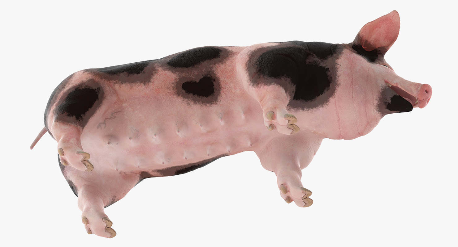 3D Pig Sow Peitrain