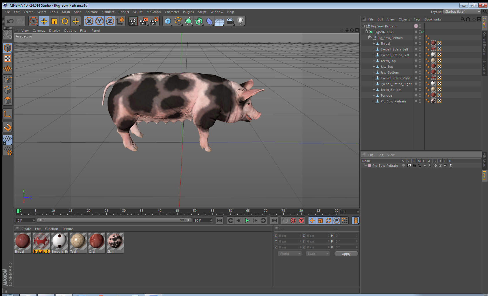 3D Pig Sow Peitrain