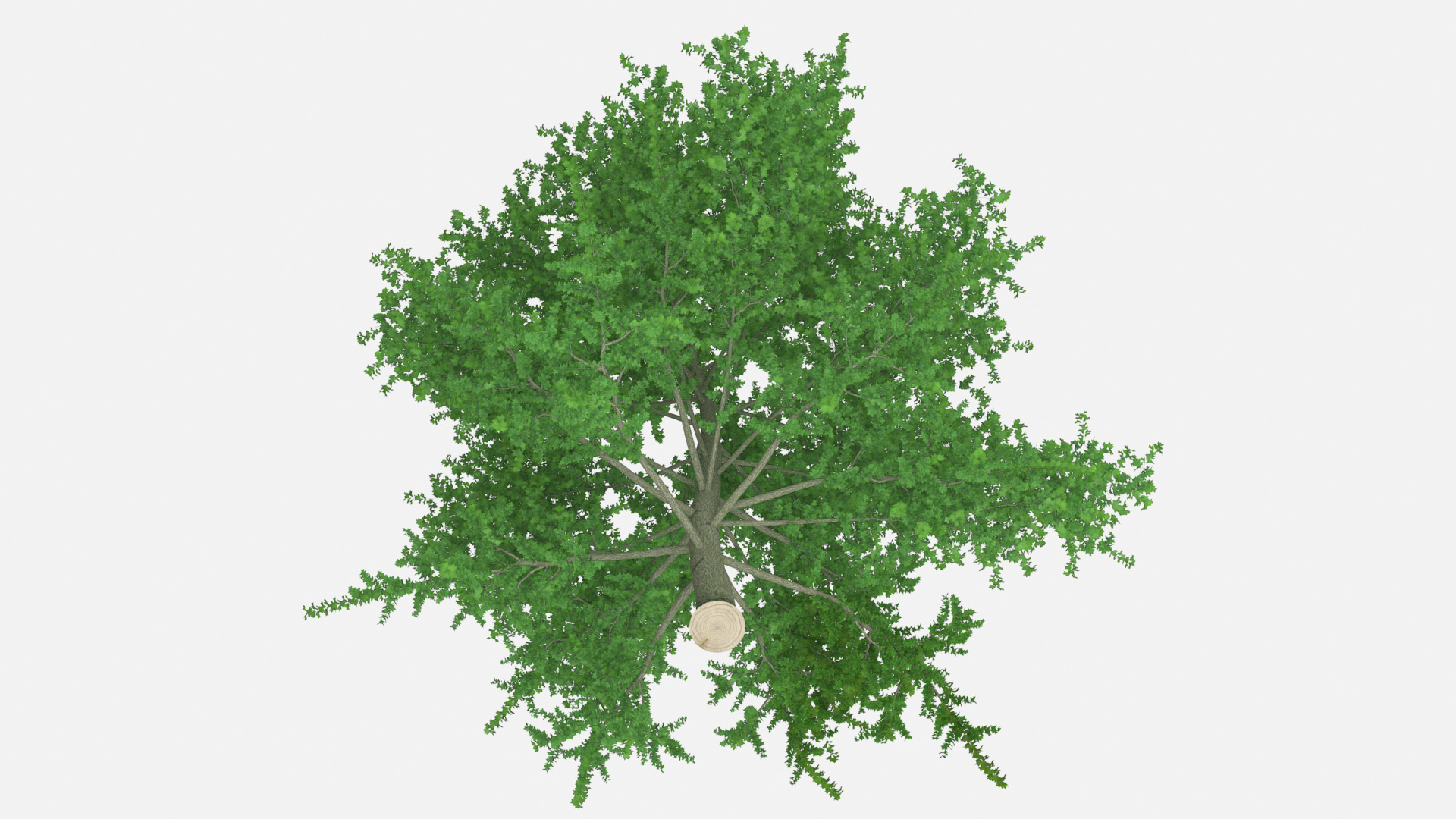 3D Realistic Poplar Tree