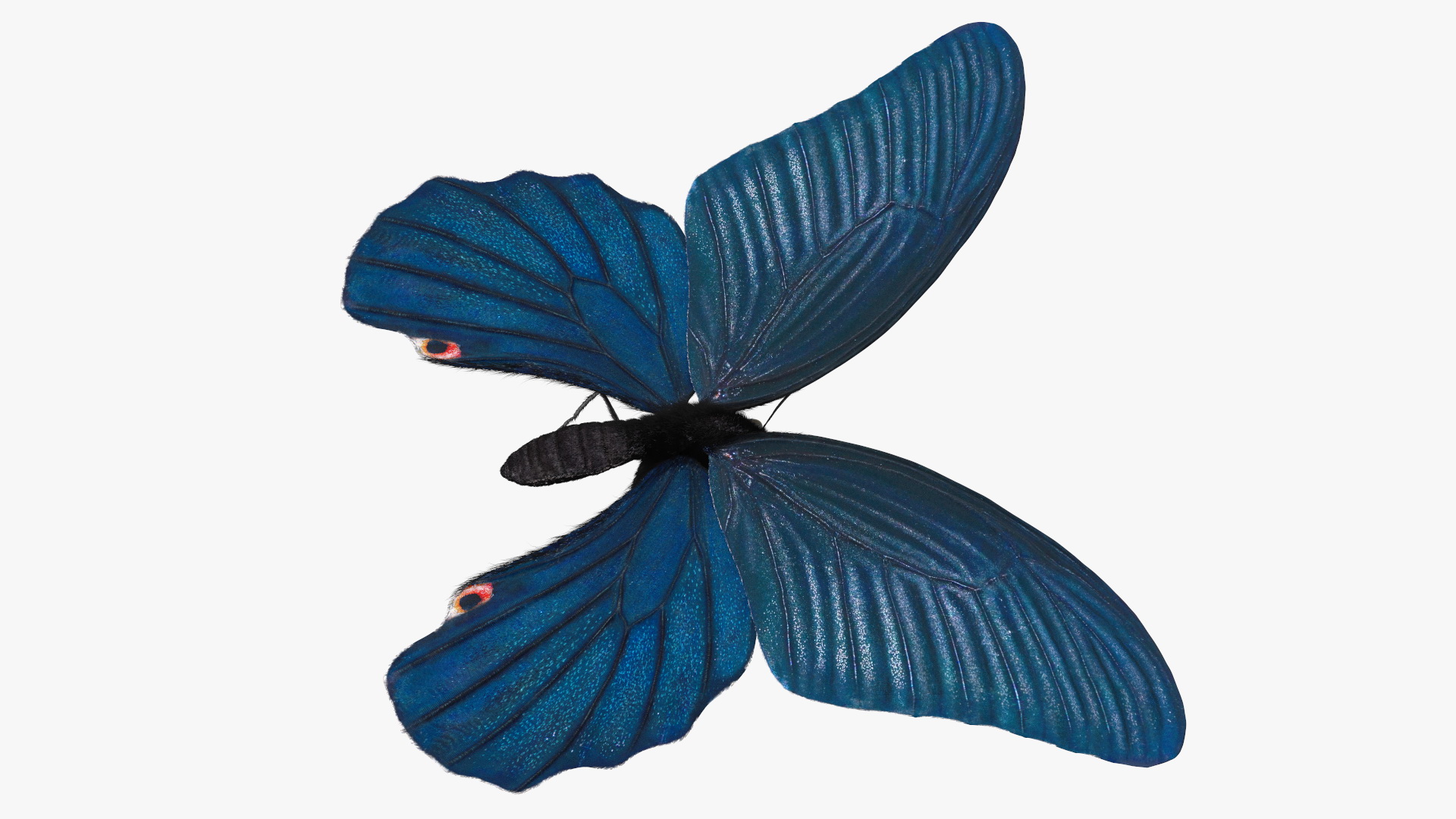 3D model Papilio Protenor Butterfly Male Fur