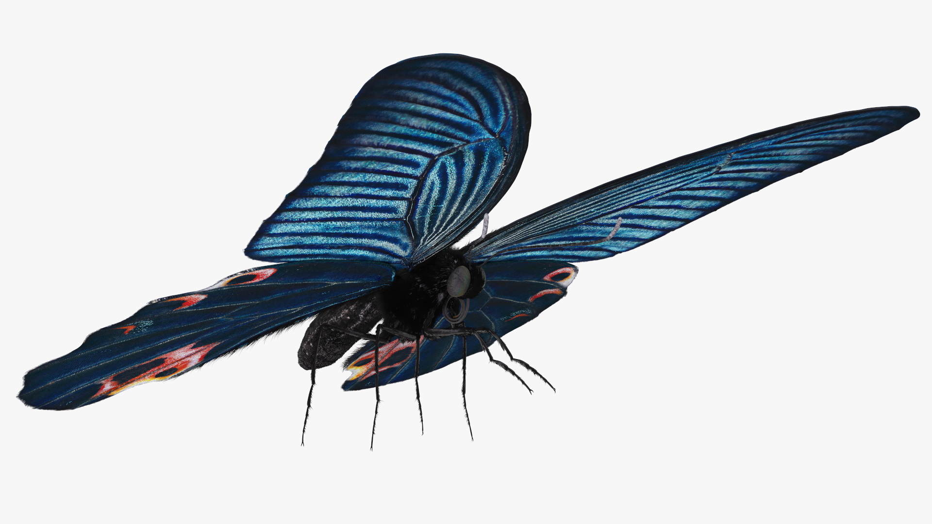 3D model Papilio Protenor Butterfly Male Fur