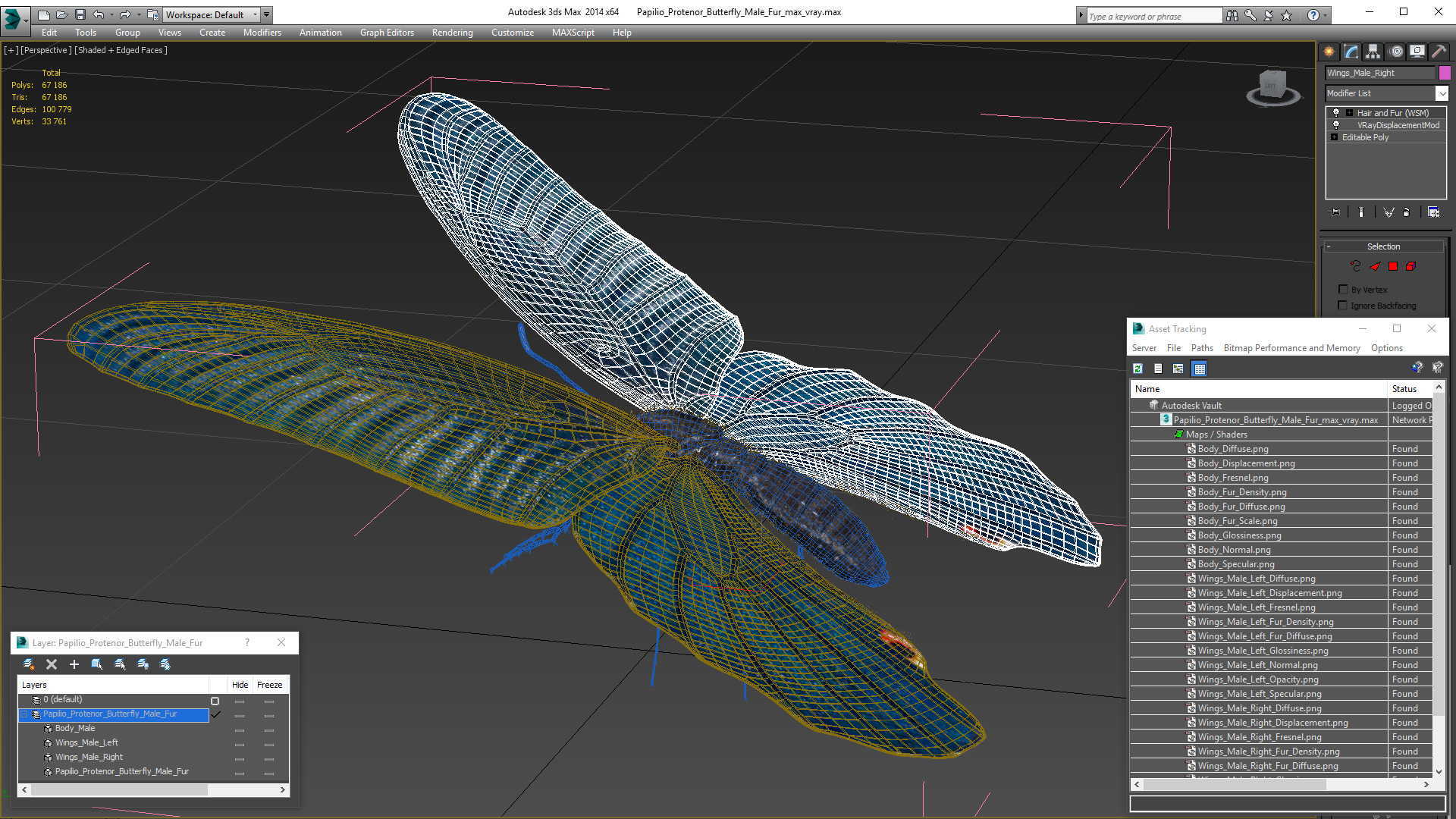 3D model Papilio Protenor Butterfly Male Fur