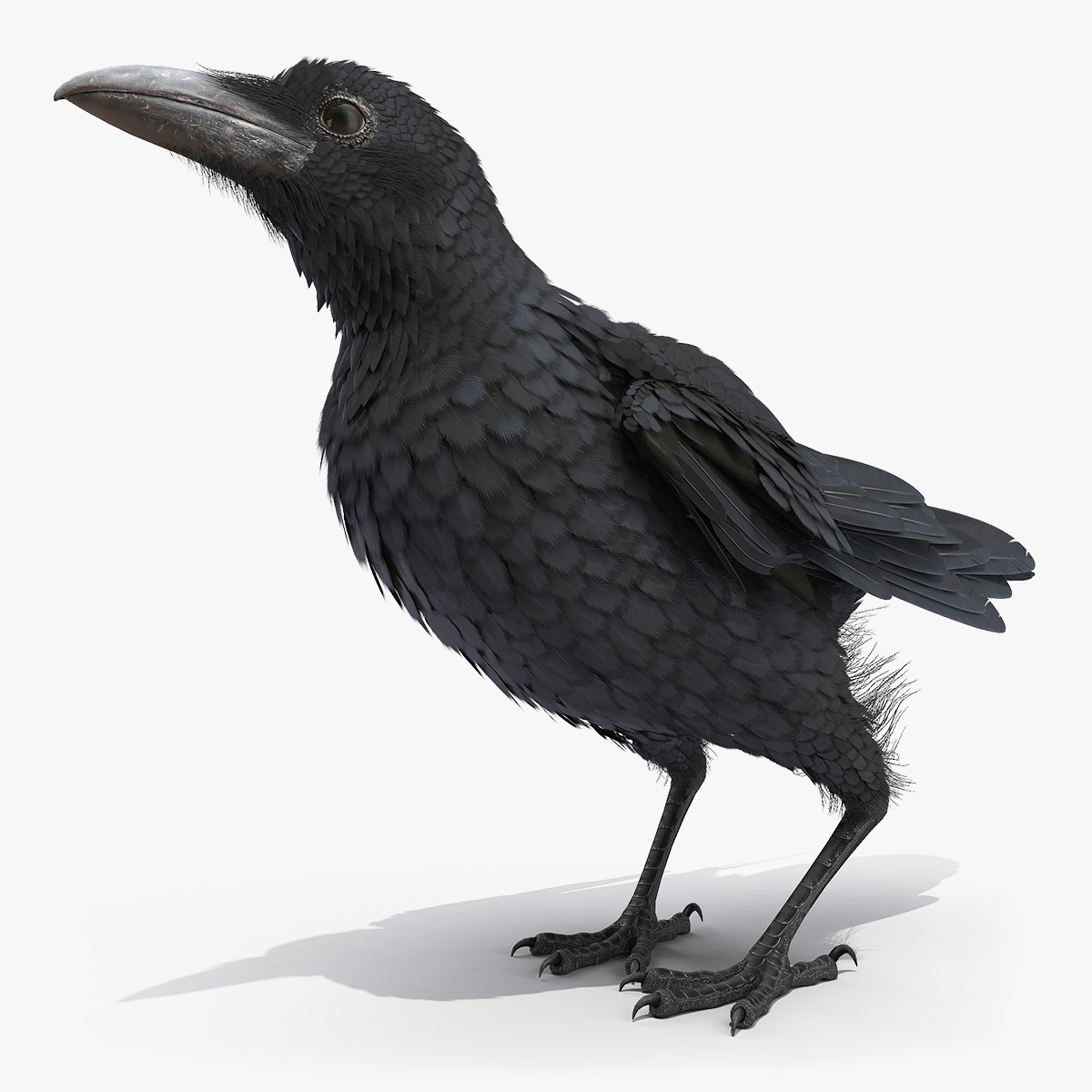Raven Jumping, view 3