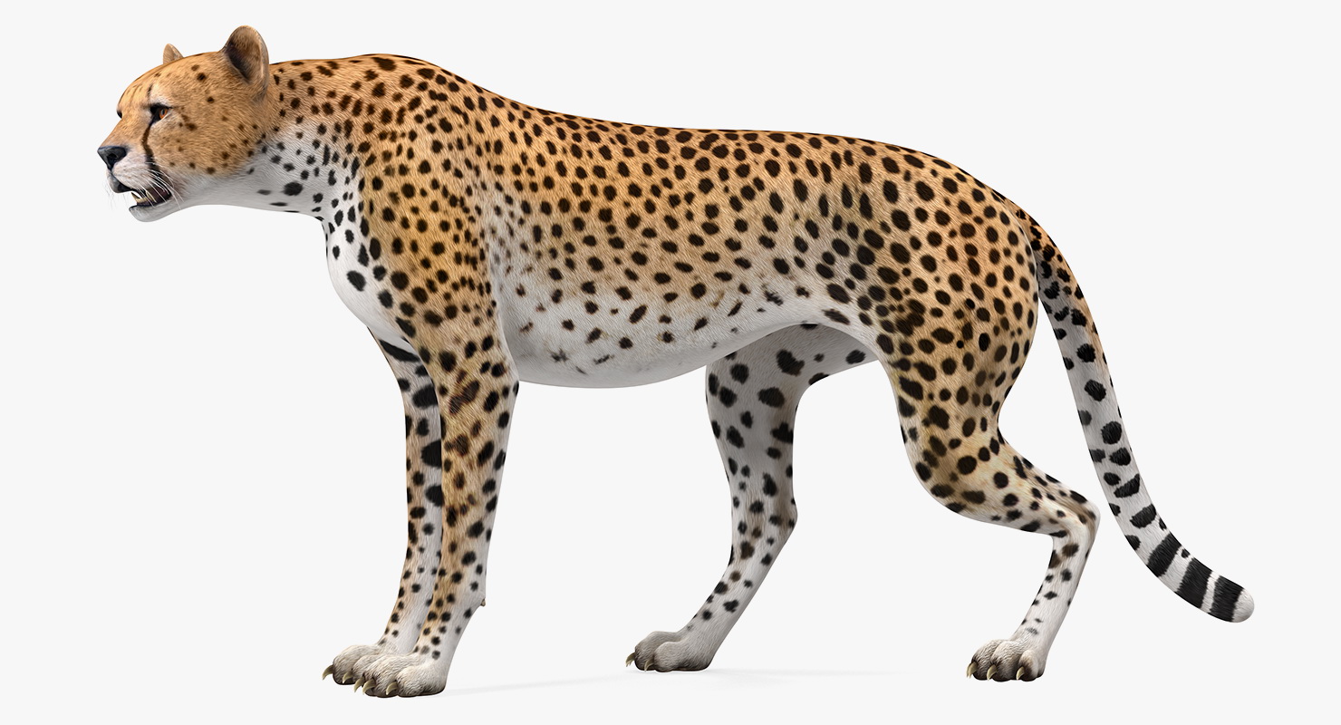 African Large Cat Cheetah Standing Pose 3D model