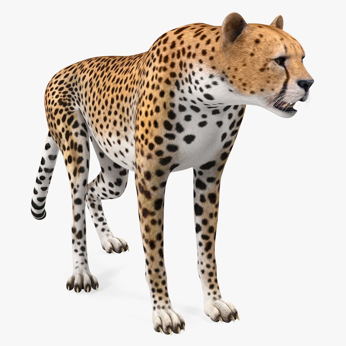 African Large Cat Cheetah Standing Pose 3D Model, view 8