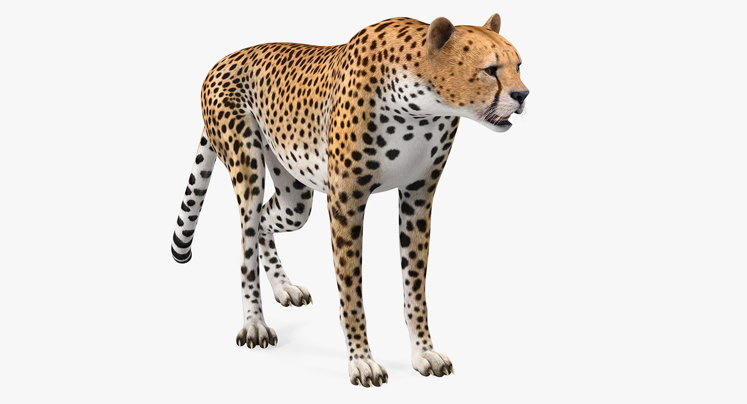 African Large Cat Cheetah Standing Pose 3D model