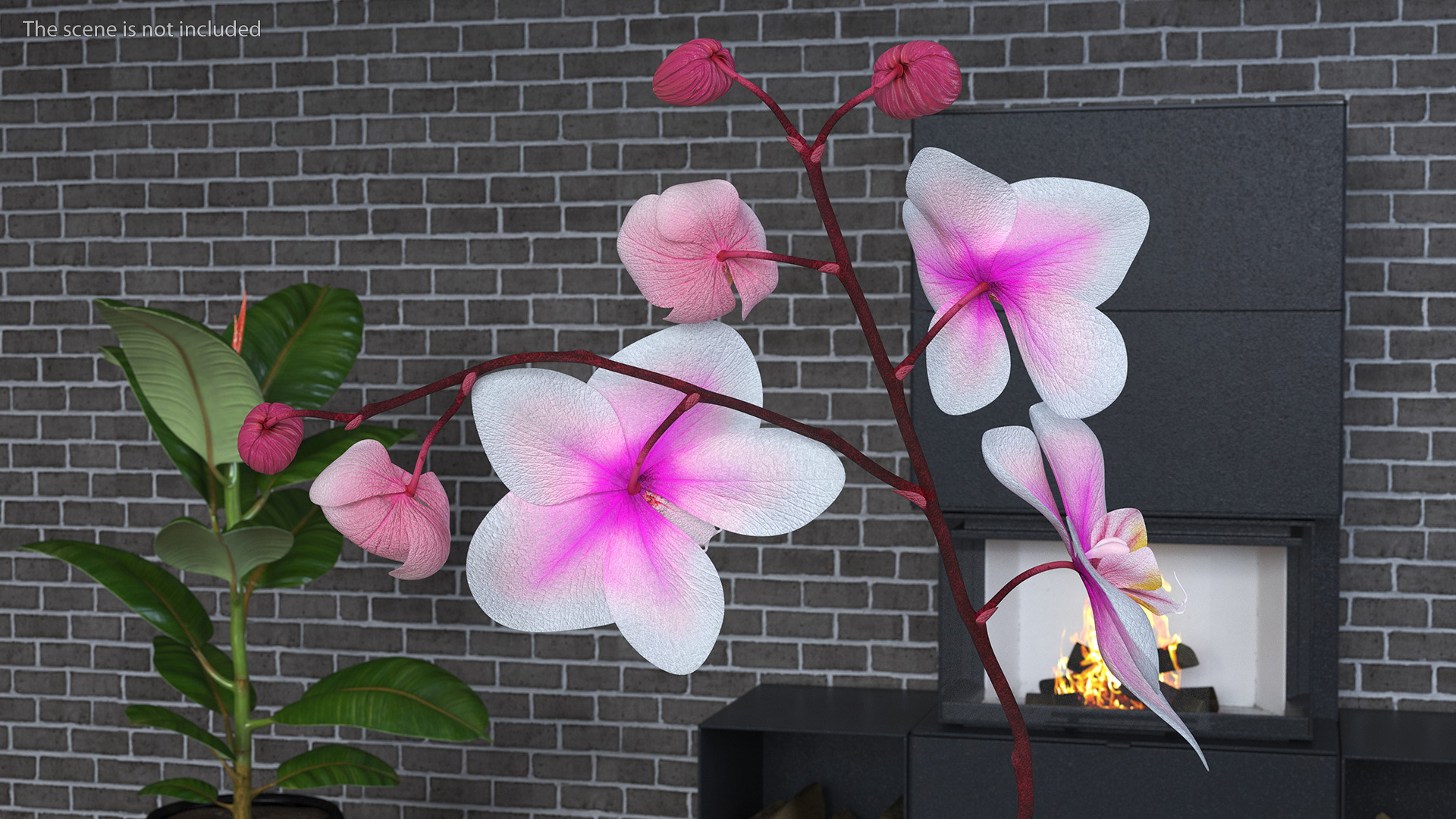 3D model Phalaenopsis Orchid Plant