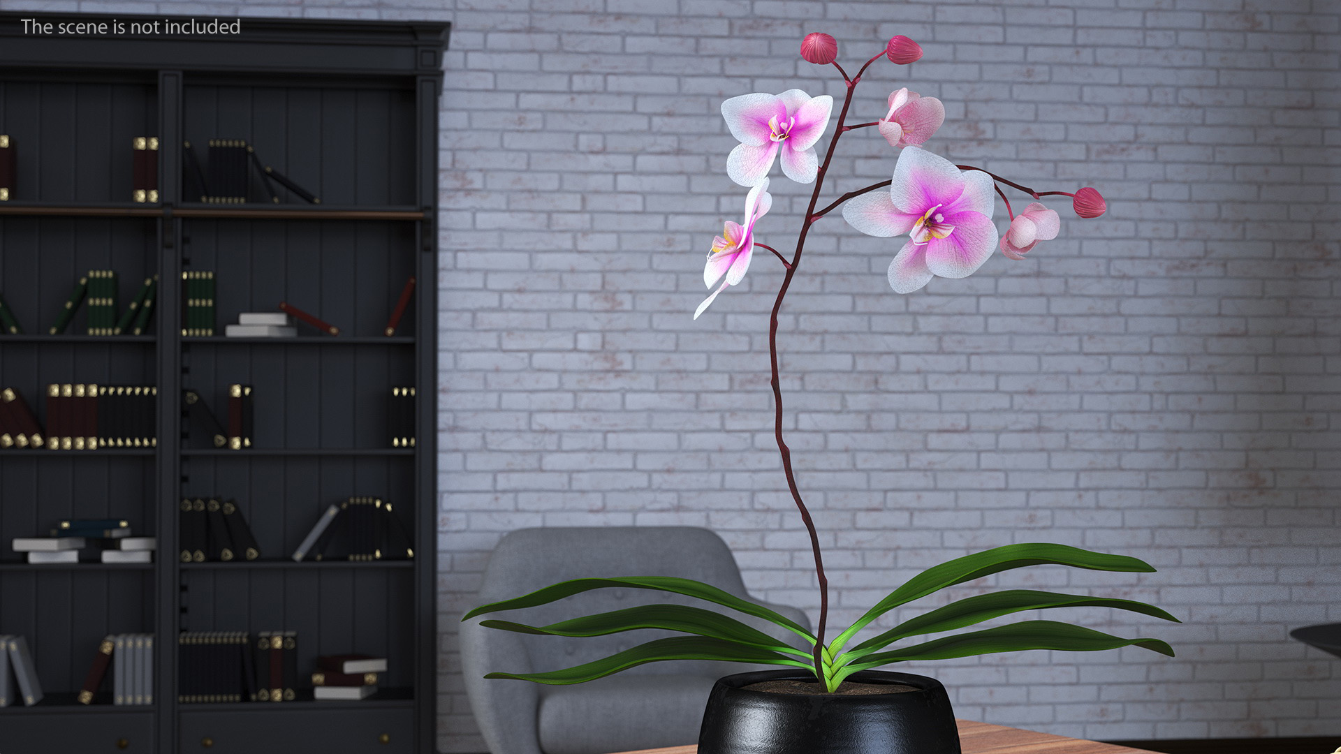 3D model Phalaenopsis Orchid Plant