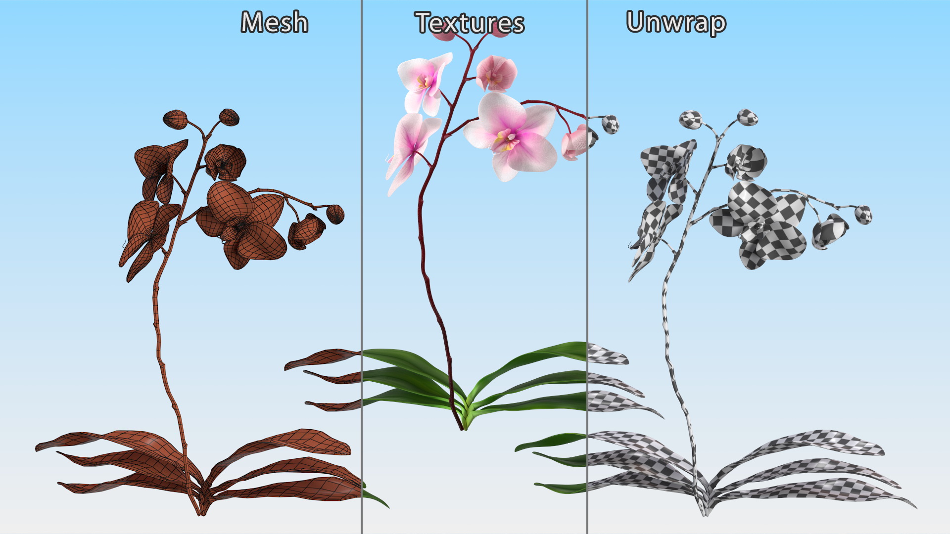 3D model Phalaenopsis Orchid Plant