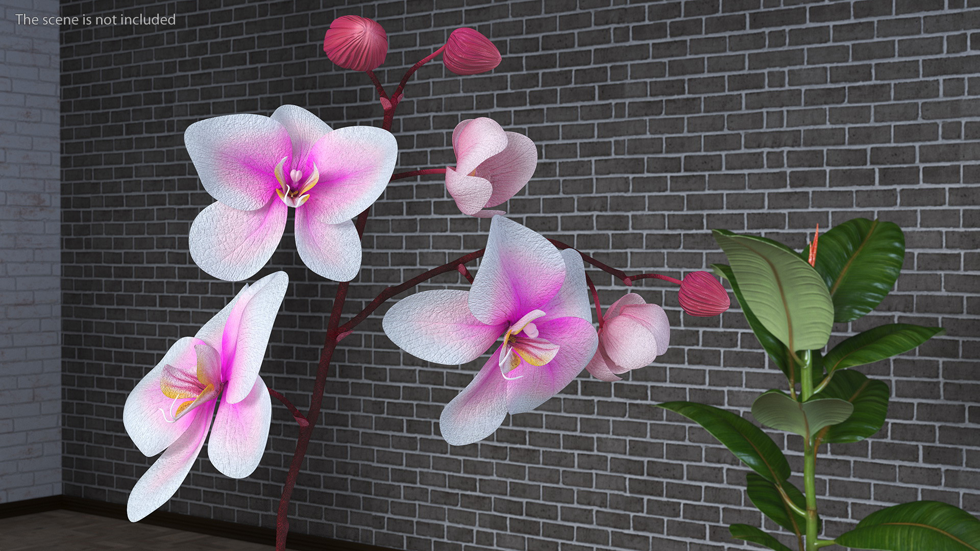 3D model Phalaenopsis Orchid Plant