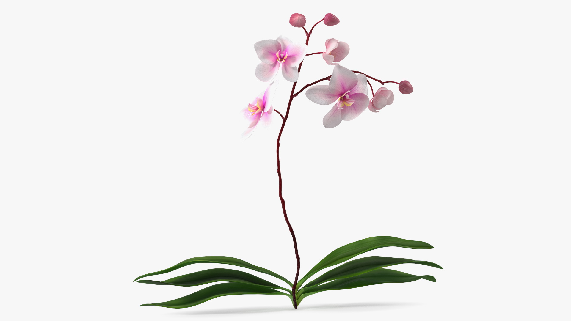 3D model Phalaenopsis Orchid Plant
