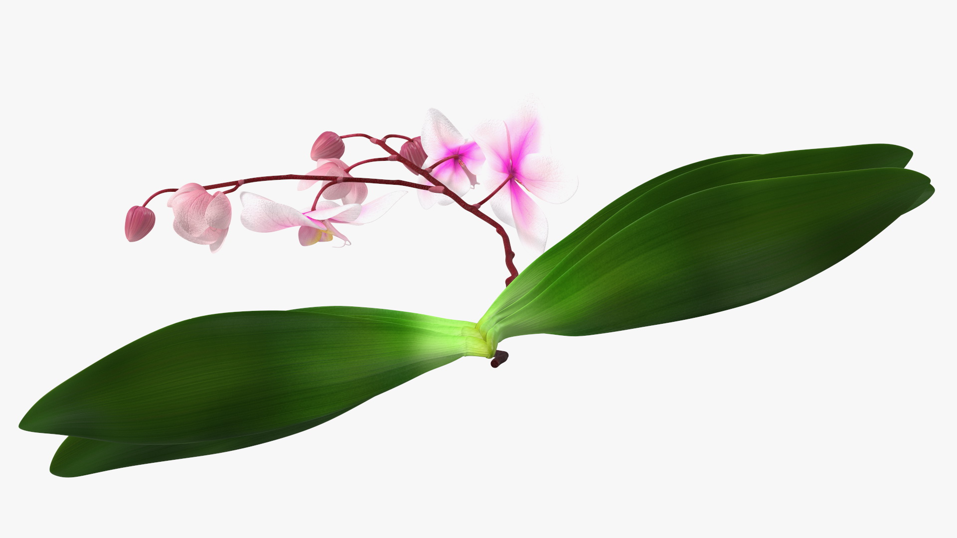 3D model Phalaenopsis Orchid Plant
