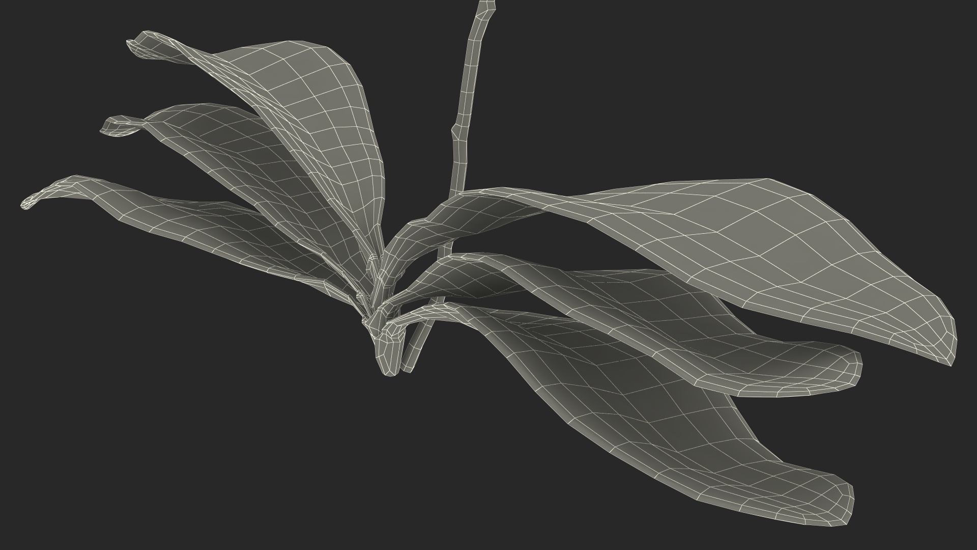 3D model Phalaenopsis Orchid Plant
