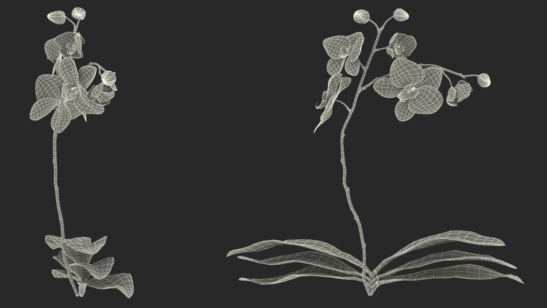 3D model Phalaenopsis Orchid Plant